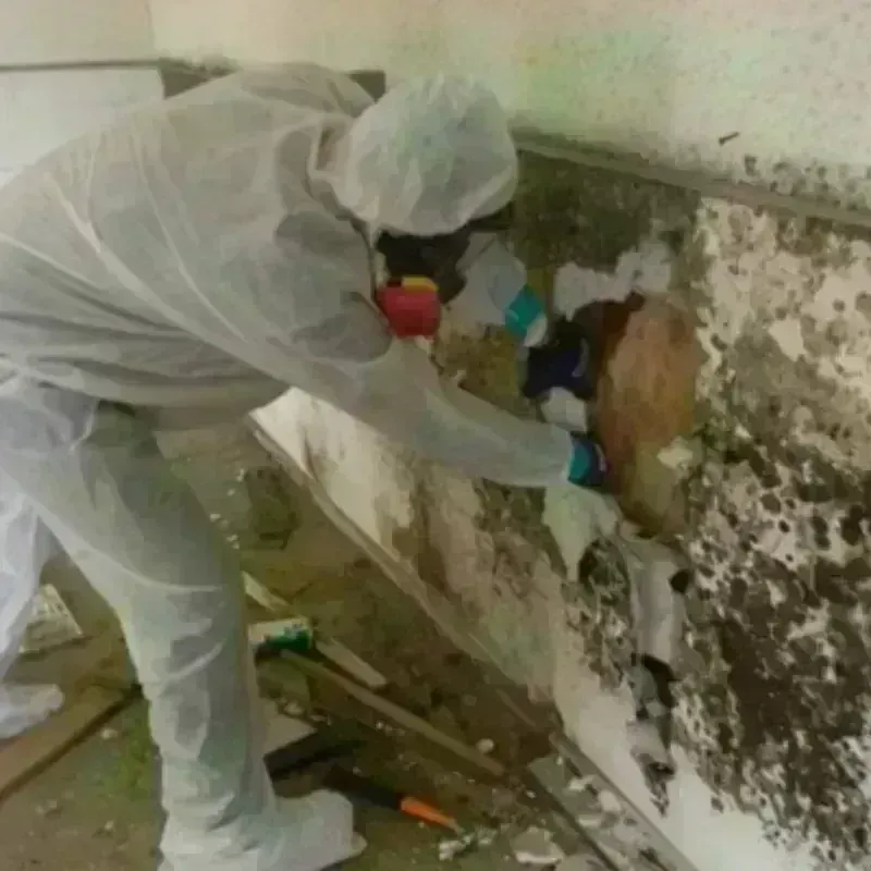 Mold Remediation and Removal in Palmer, TX